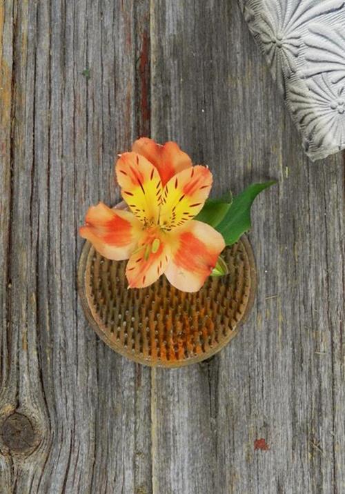 Orange Alstroemeria